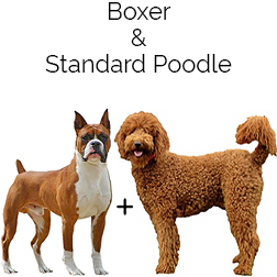 Boxerdoodle Dog